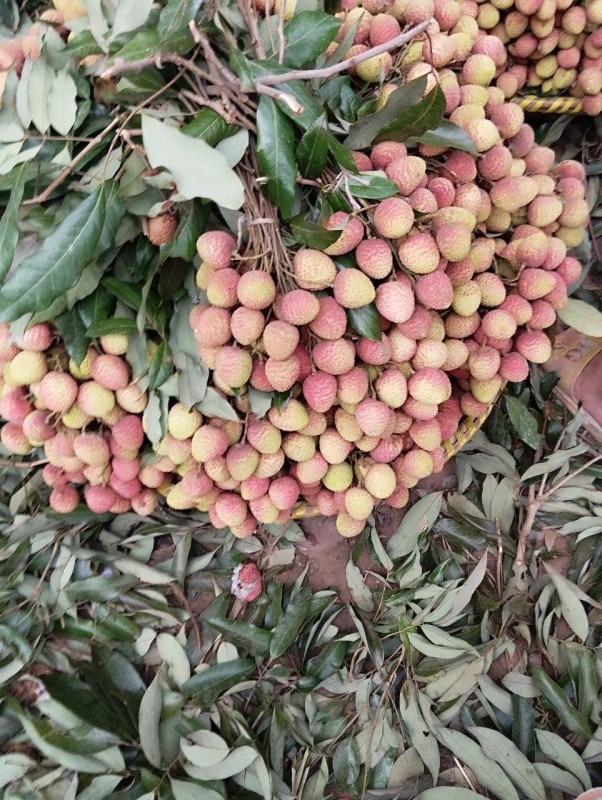 Lychee from Bangladesh